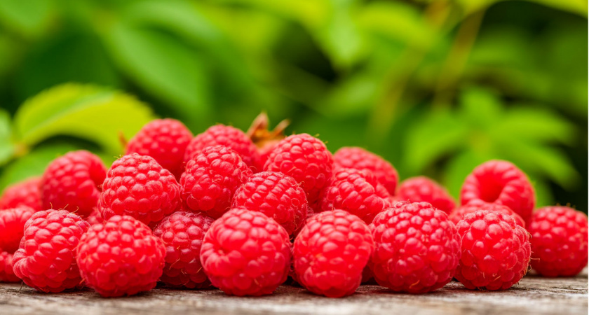 В июле малине нужен "как кислород": кидаю горсть под корни — летом кусты будут благодарить обильным урожаем сладких ягод