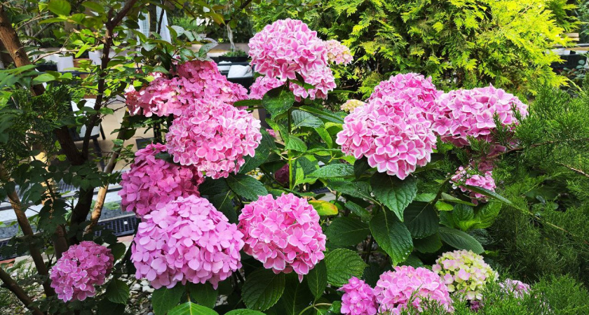 Раскрыли секрет гортензий — цветы вспыхнули буйством красок: простой лайфхак для роскошного сада