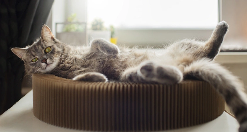 Запах кошачьей мочи уходит навсегда — достаточно одной уловки с подручным средством