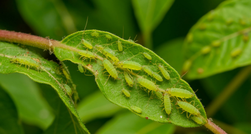 300 граммов в кипяток — и тля исчезает: проверенный способ спасти сад на все лето