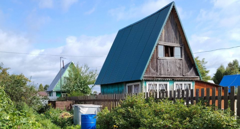 Растение-агрессор: это дерево истощает почву на дачном участке — настоящий паразит для огорода