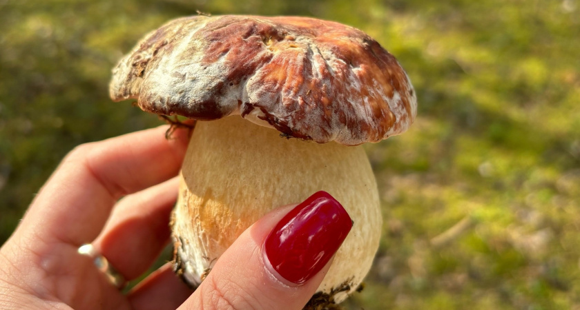 Грибная "охота" началась конкретно: эти грибы россияне будут выносить с лесов целыми корзинами весь июль