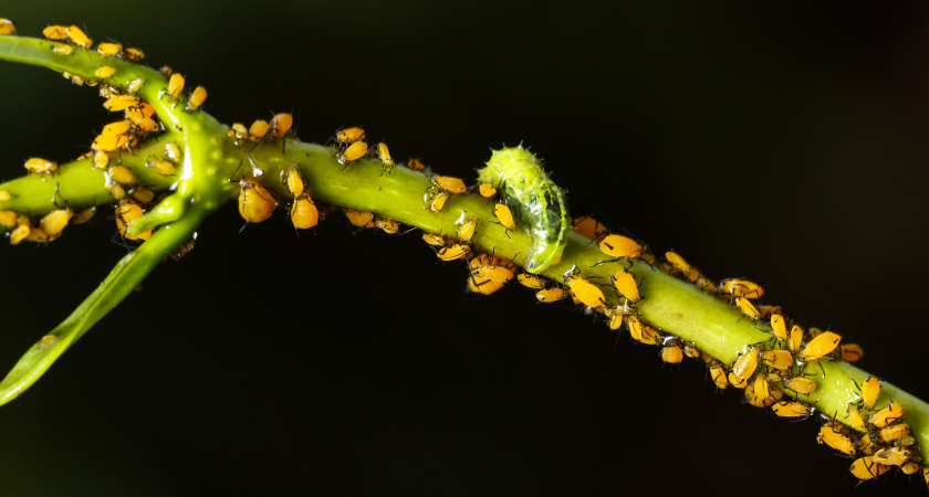 Тля "делает ноги": лью под куст простой раствор — и растения оживают, возвращая себе здоровый вид