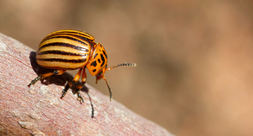 Какие средства использовать против колорадского жука: дачный эксперт назвал эффективные домашние настои