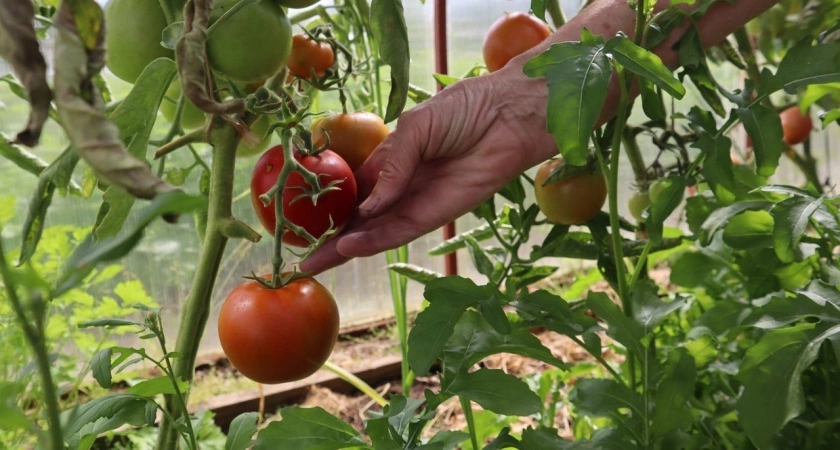 У всех фитофтора, у меня – настоящий томатный рай: хитрый трюк с морозилкой и опрыскиванием дают здоровый урожай