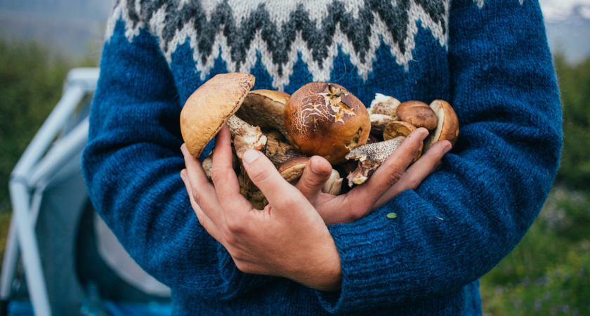 Назван один из ценных грибов наших лесов, который почему-то никто не собирает - считается деликатесом: как отличать