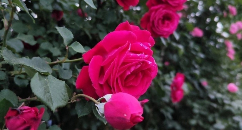 В июле розы "заправляю" так — готовлю "бродилку" 1:10 и под куст: цветут пышнее, чем на выставке