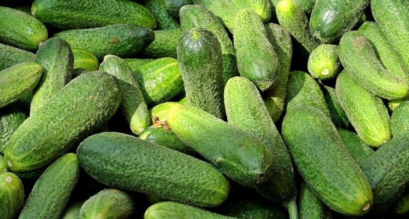 Настаиваю банановые шкурки 5 дней и поливаю огурцы в июле: Плодоносят как бешеные – соседи просят рецепт