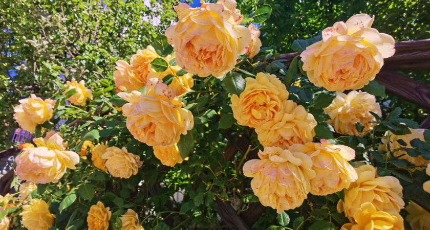 2 чайные ложки на 10 литров - и розы радуют цветением без перерыва все лето: рекомендация от агронома