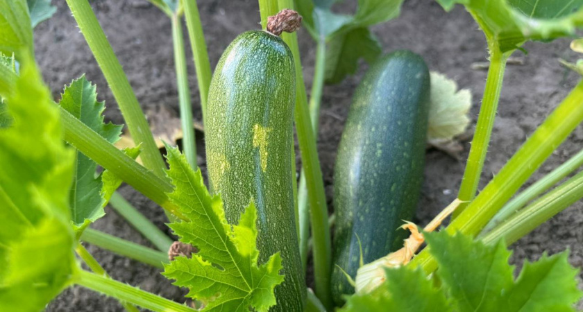 Лишние кабачки не раздаю, а закапываю обратно в грядки: вот для чего это делаю - соседи смеются, потом будут плакать
