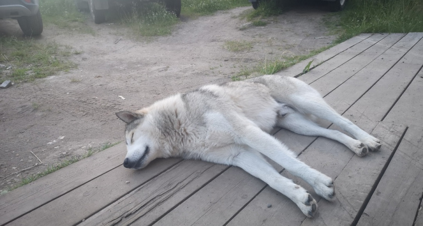 Власти Иркутской области расследуют дело о халатности, повлекшей нападения бродячих собак