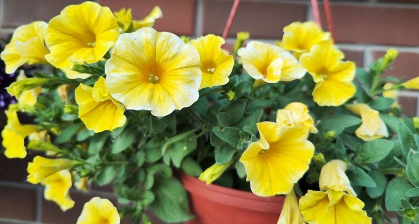 Выливаю кухонный отвар на клумбу — и петунии не сбрасывают цвет до самой осени: легкий способ для красивых цветов