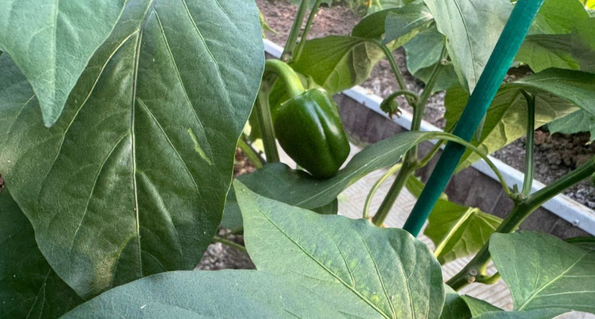 В августе перцы только этого и ждут: 3 ложки на 10 литров — и завязи крепкие, а плоды растут без остановки — до 7 кг урожая с куста