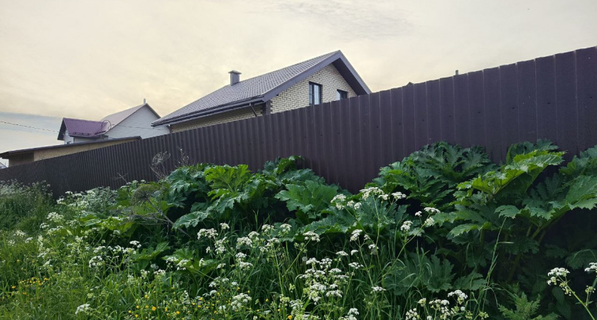 Хуже борщевика: как вредное растение из Америки захватывает Россию - защитите от него свой земельный участок