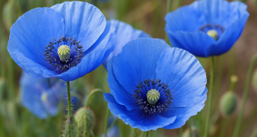 Дивный многолетник небесно-голубого цвета восхищает космической красотой: цветы размером с блюдце