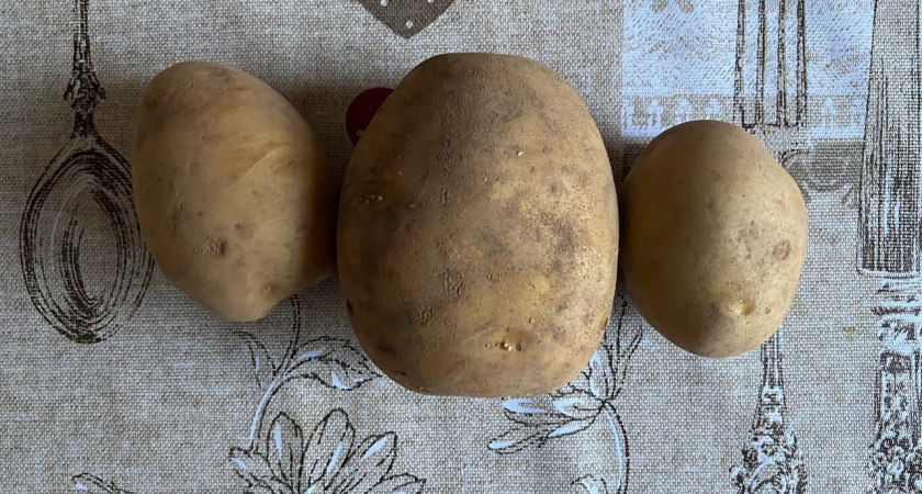 В Иркутской области начался сбор урожая раннего картофеля