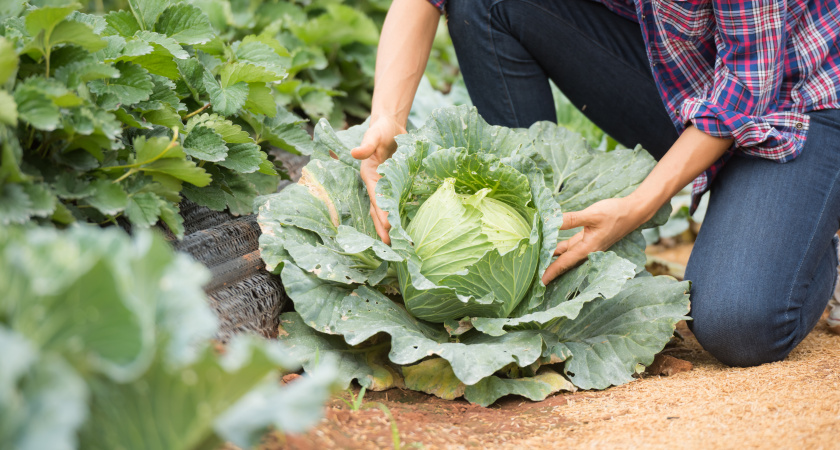 10 литров на 5 ложек и опрыскала капусту в августе: белокрылка в муках откинула лапки, а личинки усохли — целые листочки до конца сезона