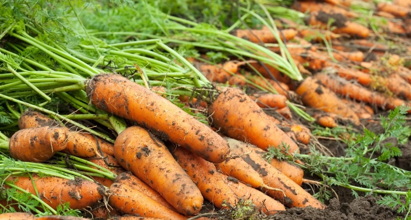 В начале августа для моркови — первым делом: корнеплоды будут ровными и сладкими — все благодаря двум подкормкам