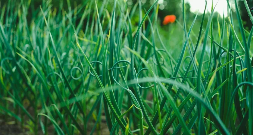 Грядка после чеснока — золотая жила: три культуры, которые успеют вырасти до осенних холодов