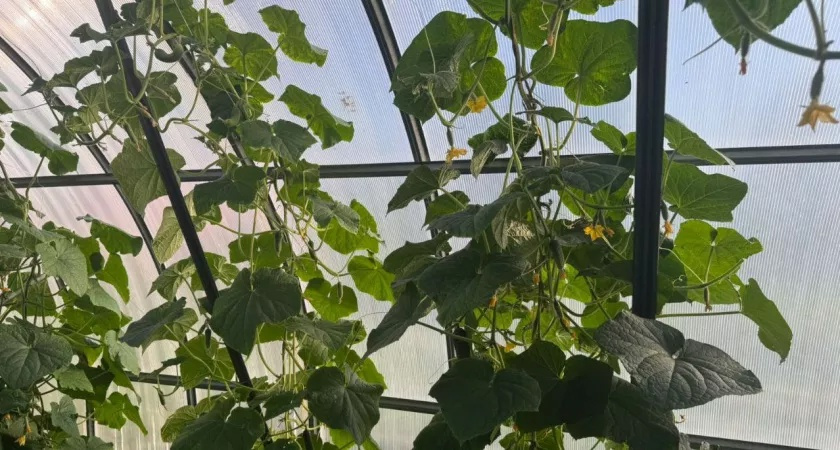 Огурцы снова зеленеют! За три дня убираю желтизну и увеличиваю урожай: работает в 95% случаев