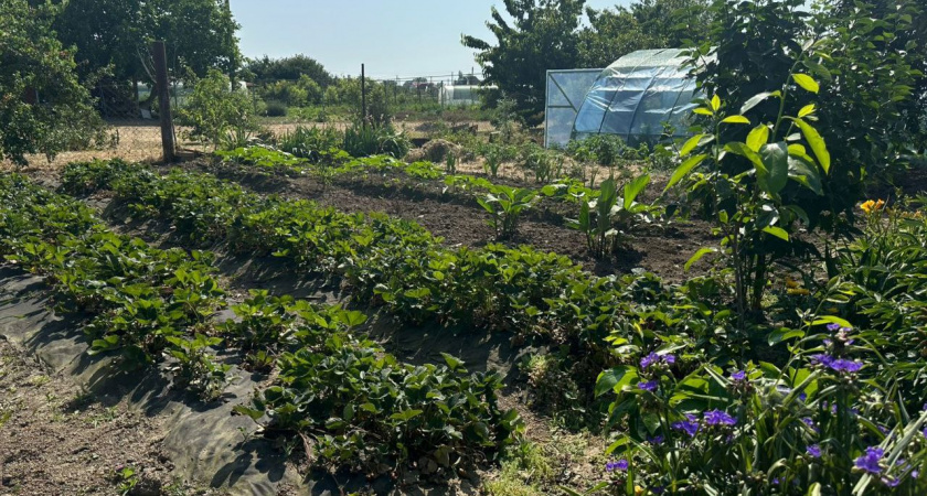 Трава сдалась без боя: одна жидкость напрочь выжгла сорняки с участка – мощнее уксуса и соли