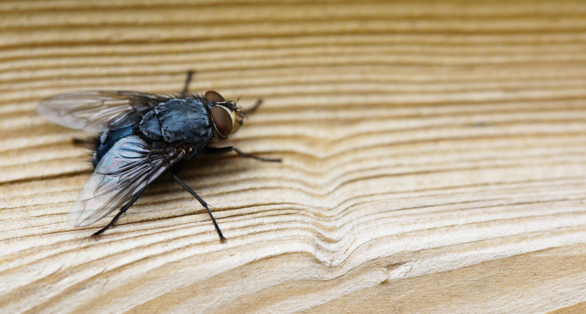 2 капли в воду – и в доме ни одной мухи: разворачиваются на подлёте к окнам