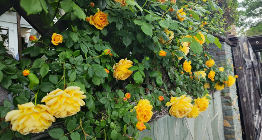 Розы балдеют от этой прикормки: пользуюсь одним средством — кусты цветут как никогда раньше 