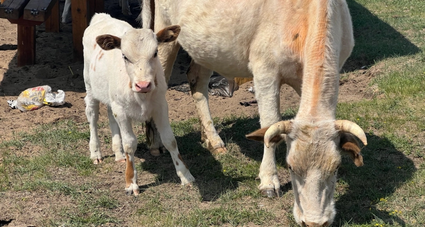 Иркутская область усиливает меры безопасности после нападения медведя