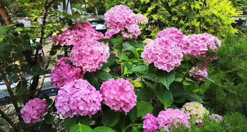 Закапываем это под гортензией — она цветет как заведенная все лето: бутоны диаметром 30 сантиметров