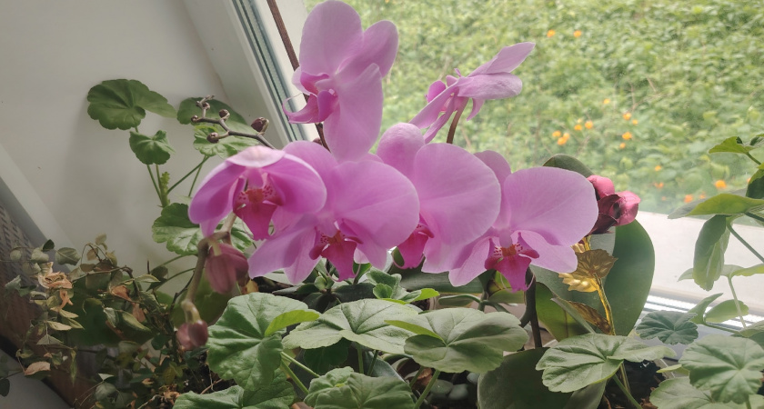 Орхидея не сбрасывает цветы по 3 месяца — опрыскиваю дешёвым раствором
