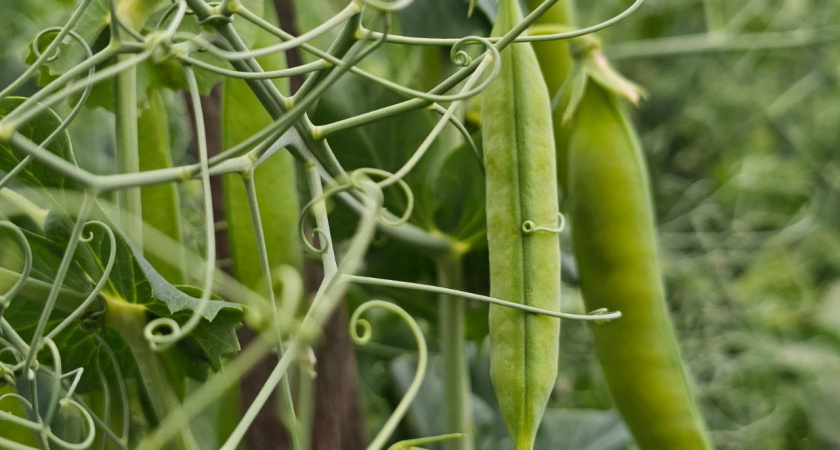 Ожидается рекордный урожай гороха в Иркутской области