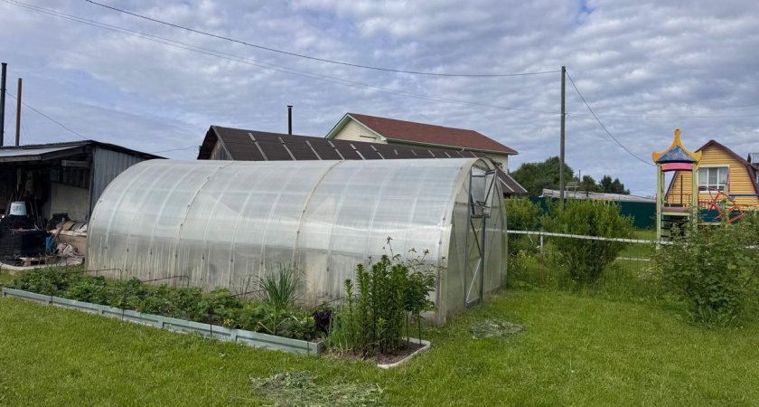 Осенью вместо горчицы сею этот супер сидерат - проволочника и фитофтору счищает вмиг: после картофеля и томатов идеально