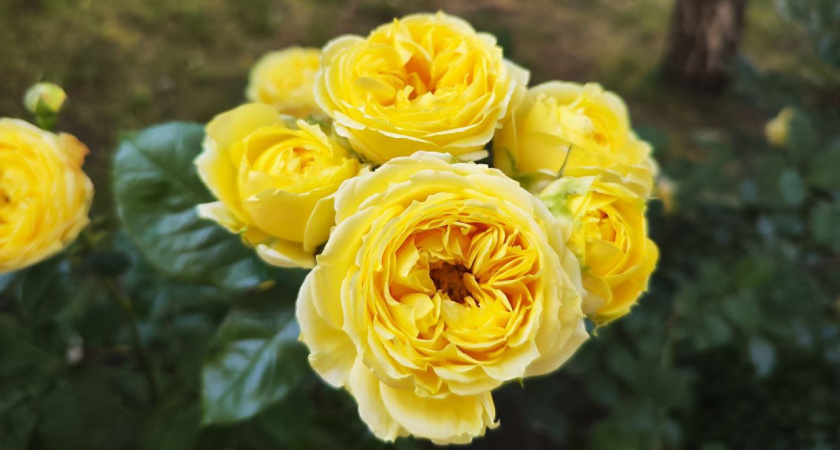 Открыл лучшие удобрения для роз в простой кухонной соли. За 15 рублей получил цветение как в ботаническом саду