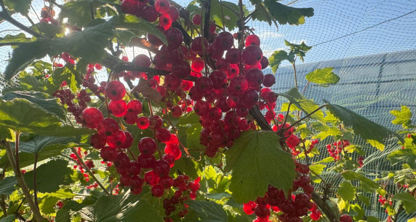 Выливаю под смородину в августе — и листья не сохнут, ягоды наливаются даже после жары