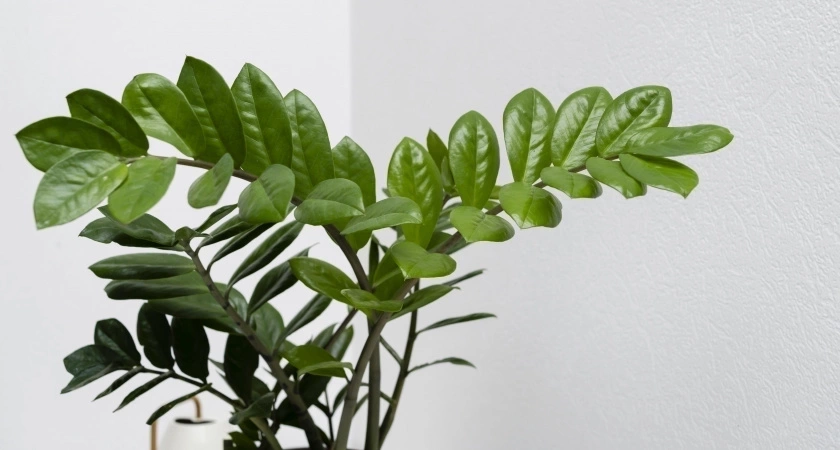 1 грамм на 5 литров – и "долларовое дерево" будет радовать новым листом каждую неделю: лайфхак на август для замиокулькаса