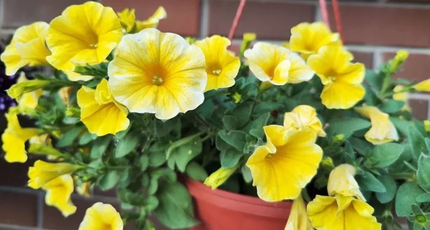 Выливаю кухонный отвар на клумбу — и петунии не сбрасывают цвет до самой осени: легкий способ для красивых цветов