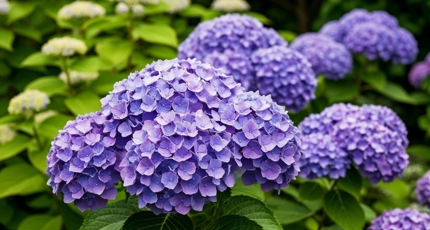 Вылила недопитый чай под гортензию — и она расцвела, как в начале лета: никакой желтизны и тусклых бутонов