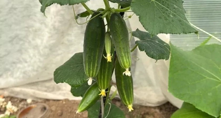 Не зола и не коровяк: огурцы обожают эту подкормку в августе - сформирует здоровый урожай и избавит от желтых листьев