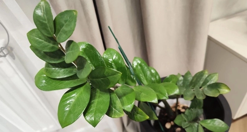 3 таблетки - и замиокулькас станет королем подоконника: выдаст 10 побегов в середине августа