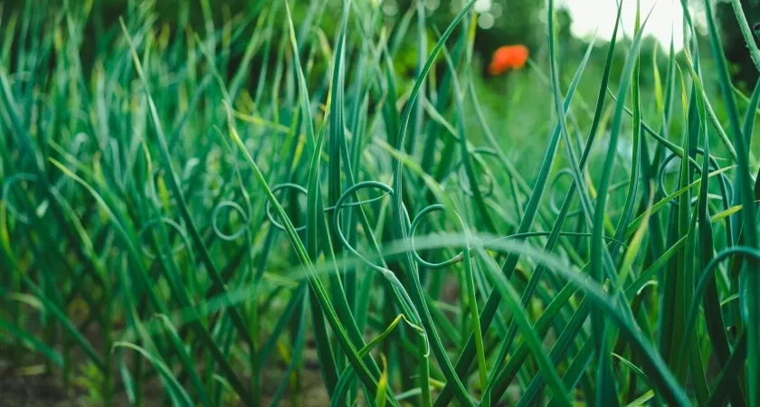 Сразу после лука и чеснока — сидераты: 1 простой прием превращает грядку в чернозем