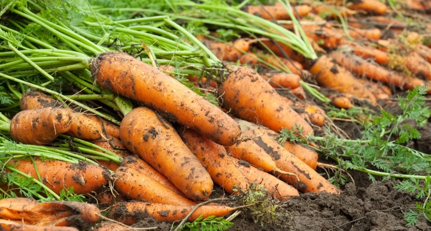 Сосед пригрозил, что руки мне оторвет, когда увидел, что я собираюсь сделать на морковной грядке, хорошо, что остановил