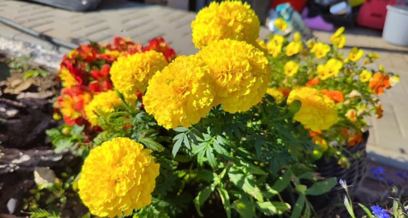 Почему не нужно выбрасывать бархатцы осенью: решают сразу несколько проблем на участке