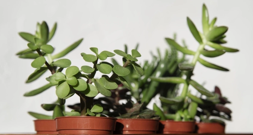 Стакан под ствол – и даже ленивая толстянка разразится буйным цветением: она только и ждет этих подкормок