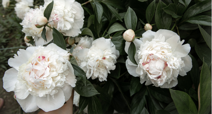 В августе раскидываю это вокруг кустов пиона: на следующий год бутоны цветут роскошными "шапками" — проверено