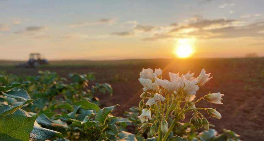 Иркутская область начинает сбор урожая