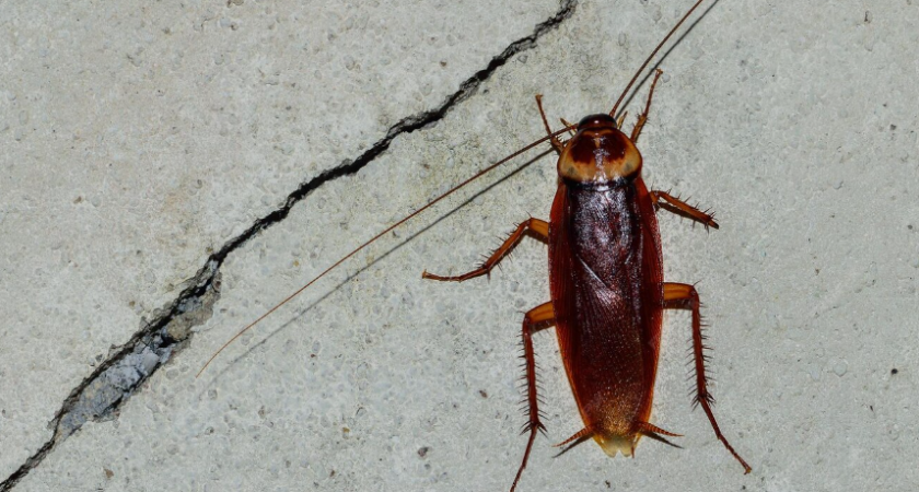 От тараканов дом защищаю дешевым средством из аптеки: "стасики" спасаются бегством — только пятки сверкают