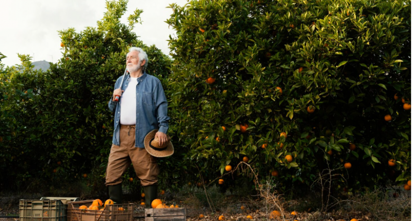 Лучше они сгниют на ветке - хозяин сада мандаринов в Абхазии рассказал, почему качественные плоды не доезжают до России