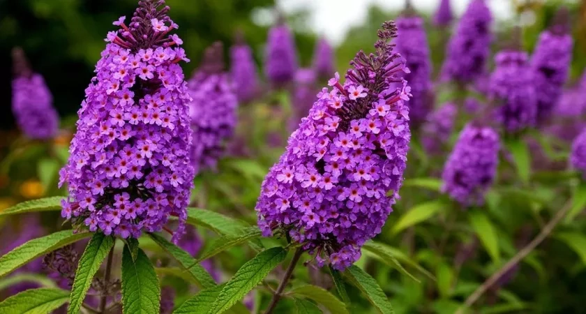 Этот восхитительный многолетник затмит все известные вам цветы: пышные лиловые облака цветут до октября