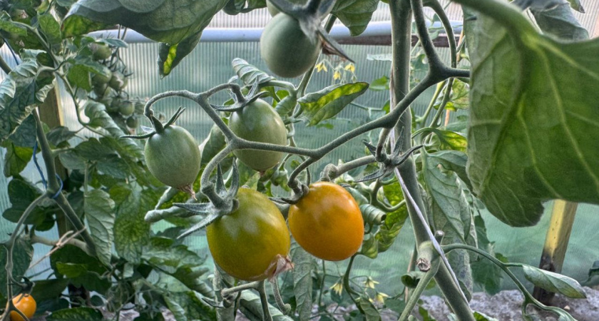 Фитофтора не страшна томатам — 10 таблеток в августе уничтожат любой грибок и спасут краснобокие плоды