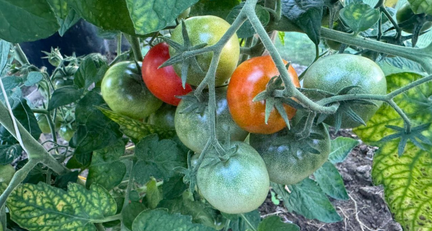 Мучился с зелеными помидорами 15 лет, пока тетя не показала старый прием: за 4 дня краснеют